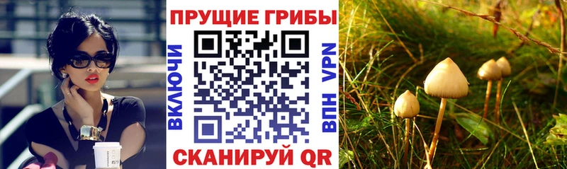 Галлюциногенные грибы MAGIC MUSHROOMS  Купить закладки  Сысерть 